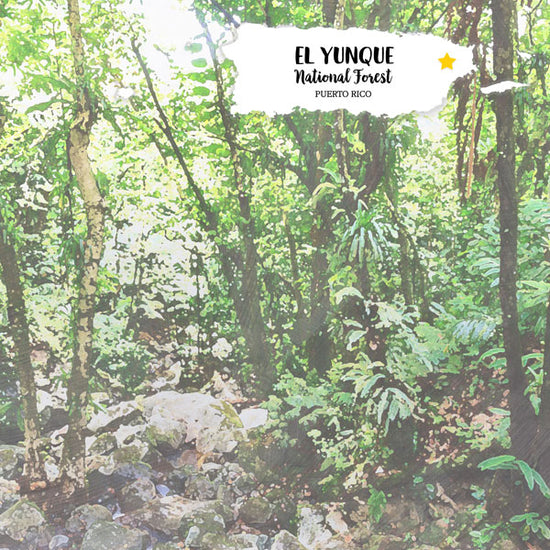 PUERTO RICO - EL YUNQUE NATIONAL FOREST PAPER