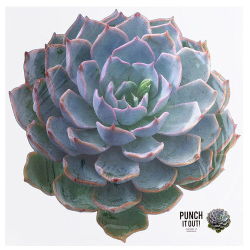 succulent die cut American Crafts - 12 x 12 Die Cut Paper