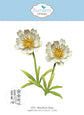 Elizabeth Craft Blackfoot Daisy die