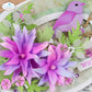 Elizabeth Craft Columbine die